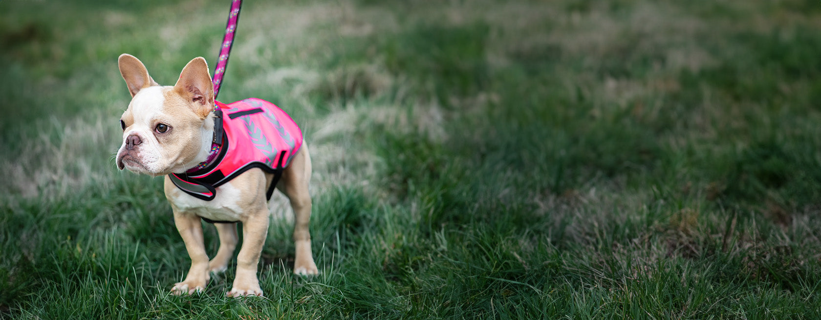 Desktop Slider Image